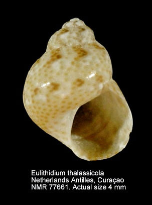Eulithidium thalassicola.jpg - Eulithidium thalassicola(Robertson,1958)